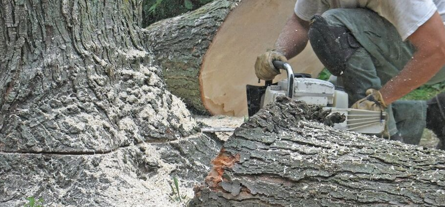 Abattage d'un arbre malade par un employé d'Emondage Repentigny.