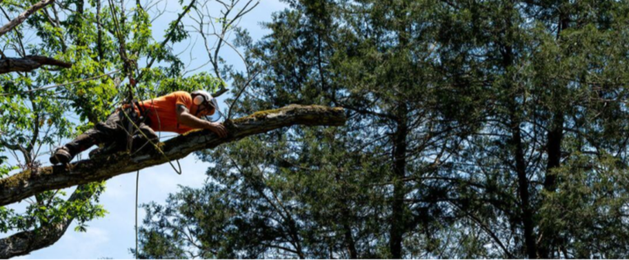Podador de Emondage Repentigny que trabaja en lo alto de un árbol.