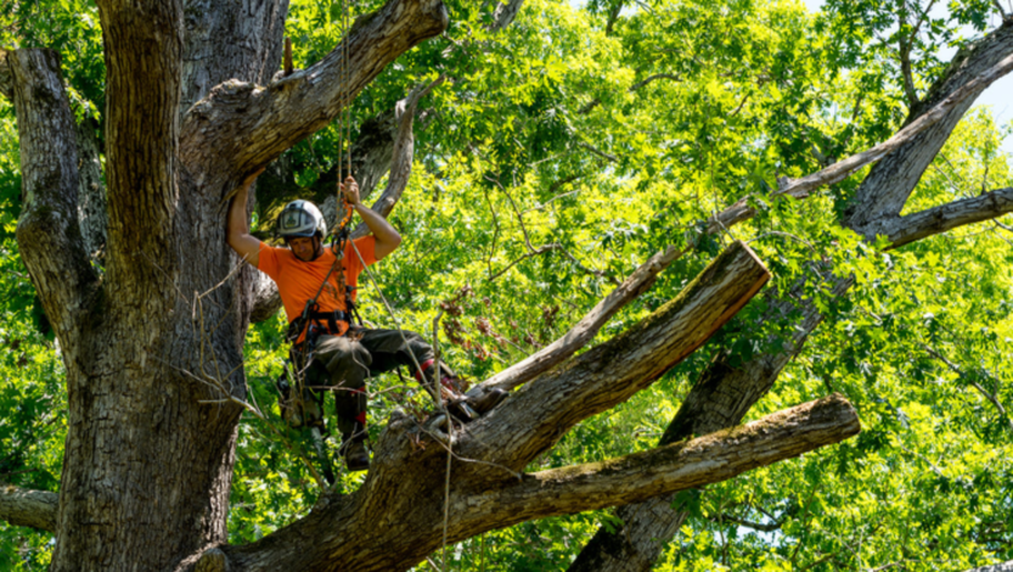 Émondeur de Emondage Repentigny travaille en hauteur dans un arbre pour faire un élagage.