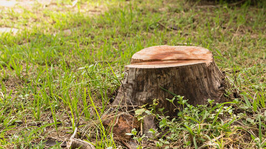 Stump at a resident of Repentigny. The stump removal will be done by Emondage Repentigny.