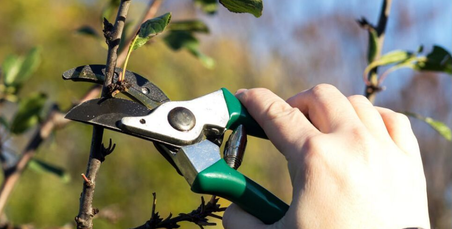 A pruner from Emondage Repentigny performs formation pruning on a fruit tree.