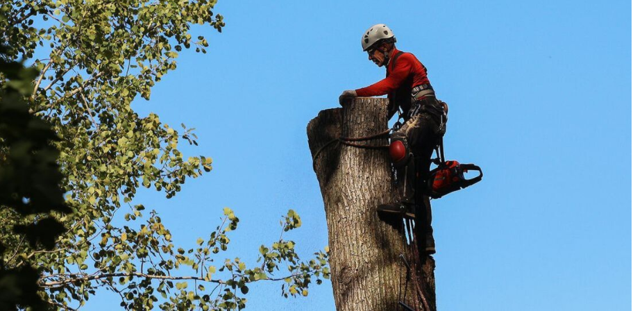 Un arboriculteur d'Emondage Repentigny, qui procède à l'abattage d'un arbre. Le résident de Repentigny a tout d'abord obtenu un permis d'abattage à la Ville de Repentigny.